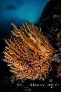 crinoid on yellow seafan by Marco Gargiulo 